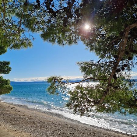Vila Maslina Apartments Mit Pool Und Garten Nahe Am Strand Tučepi المظهر الخارجي الصورة